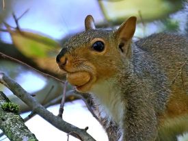 Gray squirrel thumbnail