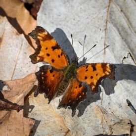 Gray comma thumbnail