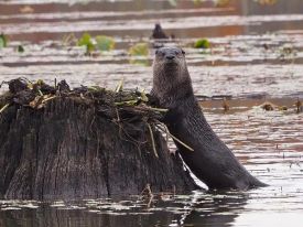 River Otter thumbnail