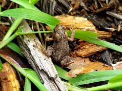 Tiny toad Photo: Katie