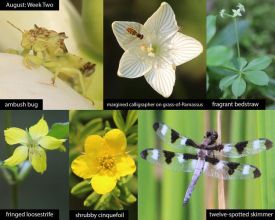 August nature thumbnail