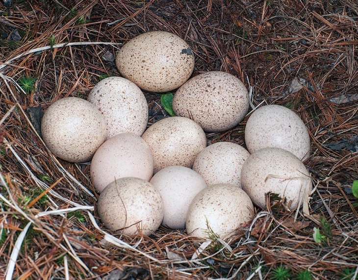 Turkey eggs