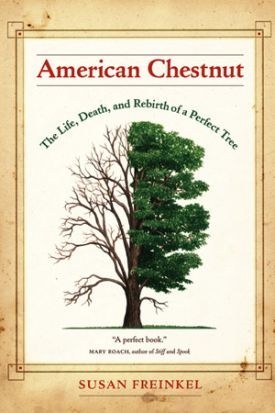 Chestnut.jpg thumbnail