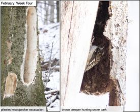 February nature thumbnail