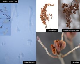 february_week_4_25_rep.jpg thumbnail