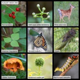 August First Week thumbnail