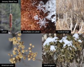 January nature thumbnail