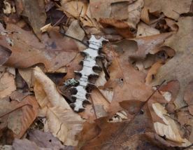 Puzzling Piece thumbnail