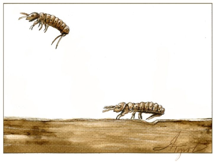 Aquatic Springtails