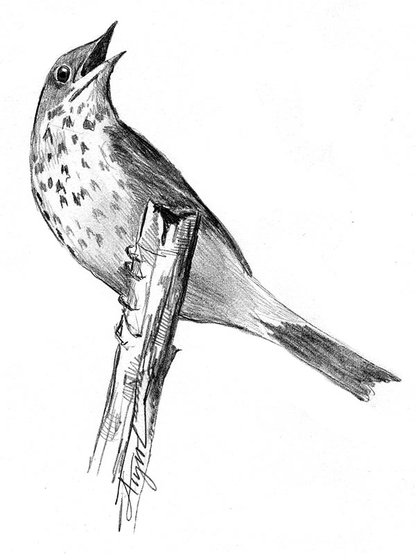 TOS_Hermit_Thrush_web.jpg