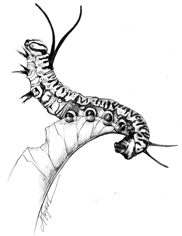 TOS_Monarch_Caterpillar_web.jpg
