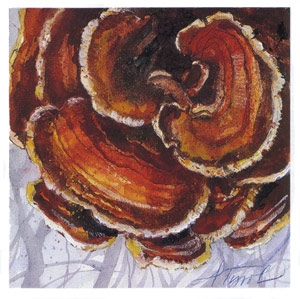 turkey_tail.jpg