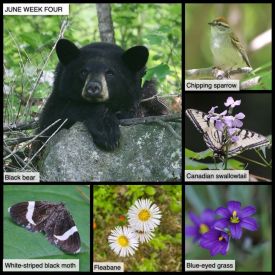 TW21_June_Week_Four_web.jpg thumbnail