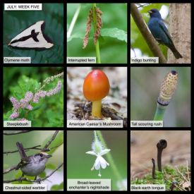 July Week Five thumbnail