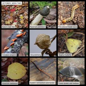 October Nature thumbnail