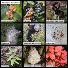 September nature thumbnail